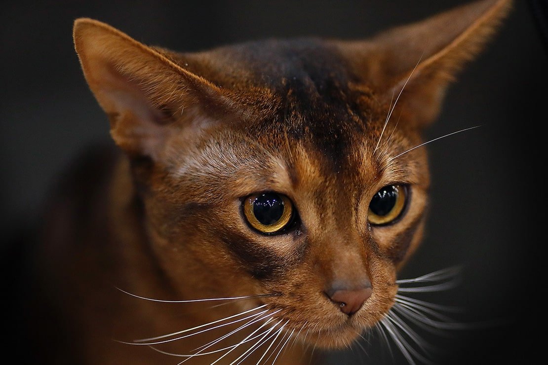 Абиссинская кошка черная