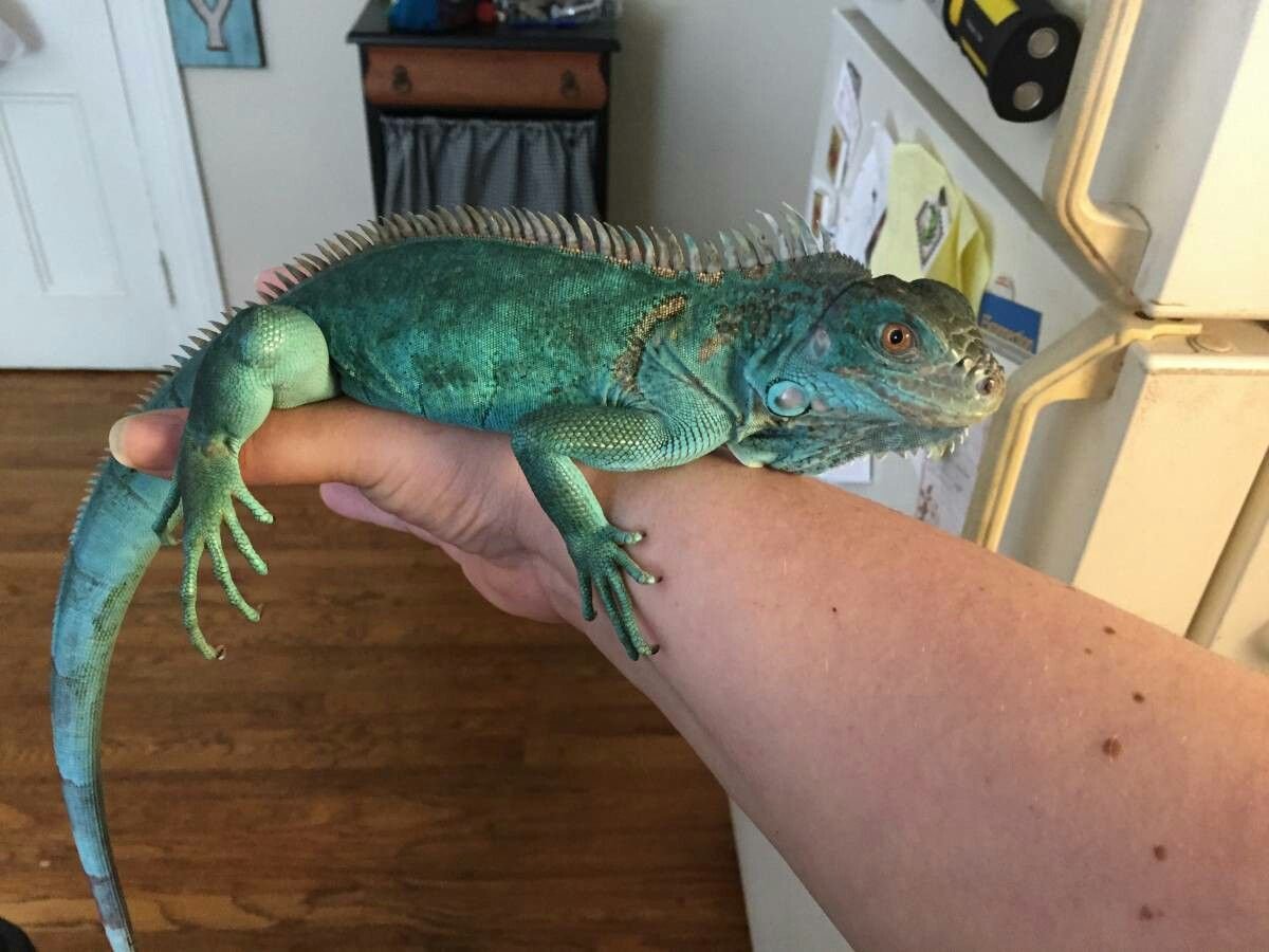 Игуана обыкновенная голубая