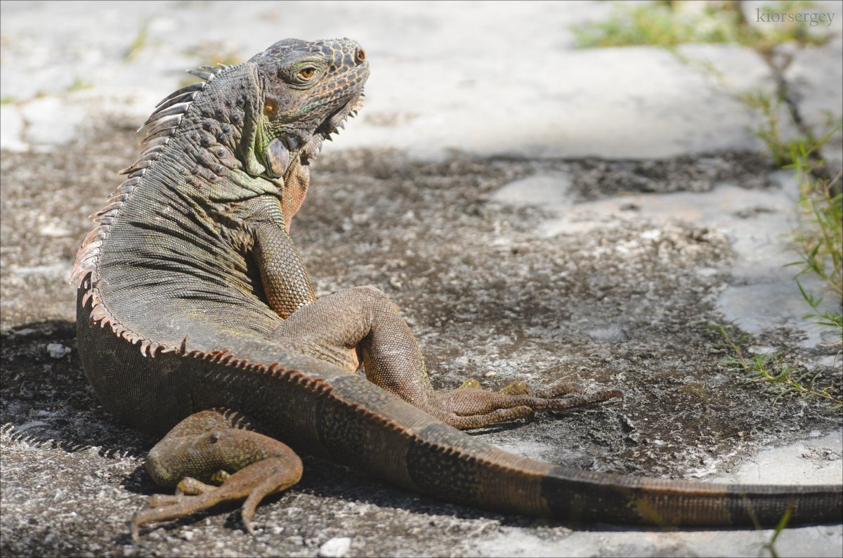 Игуана гиперморфоз