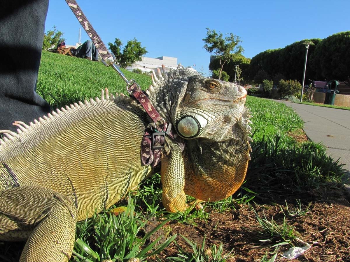 Гигантская зелёная игуана