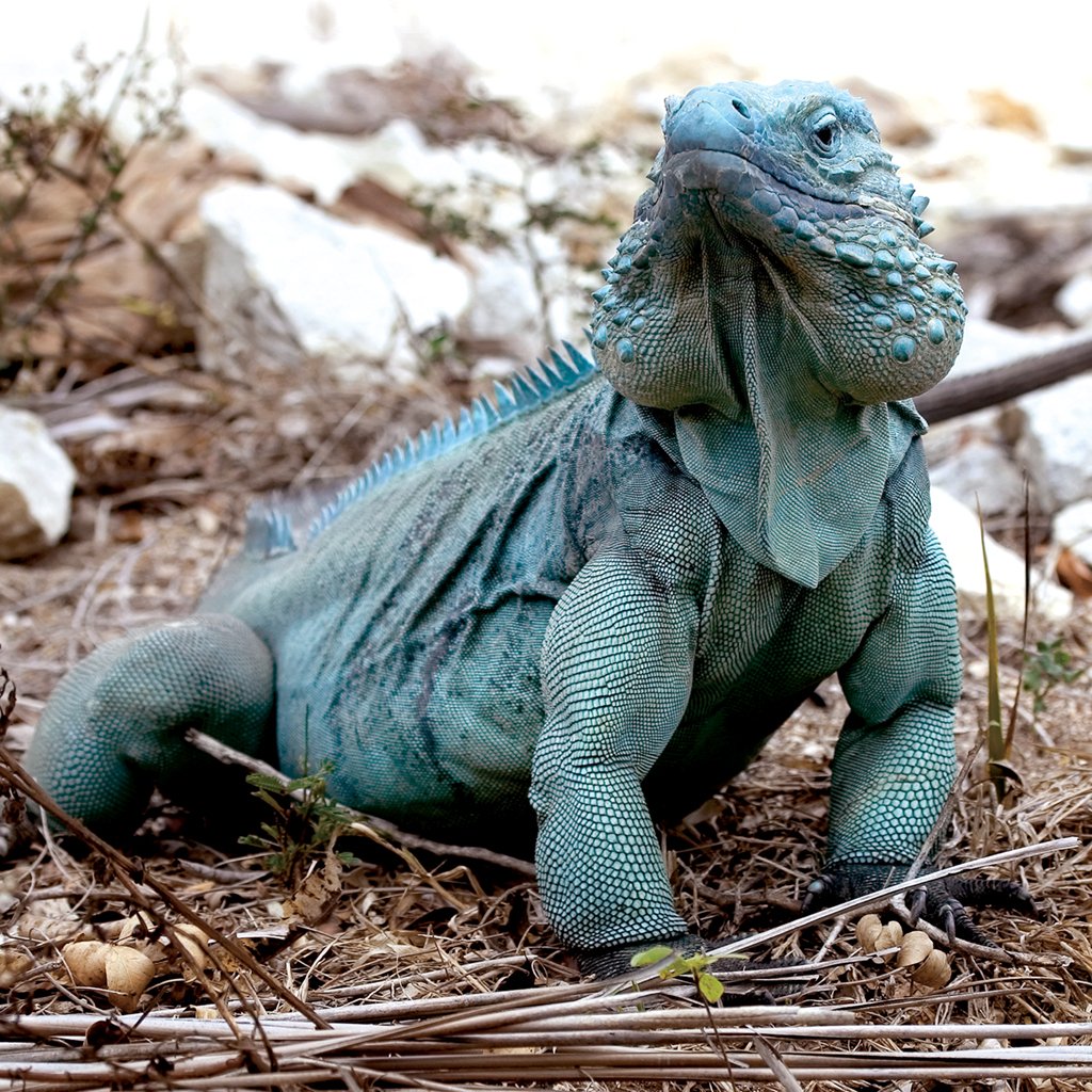 Игуана зеленая обыкновенная