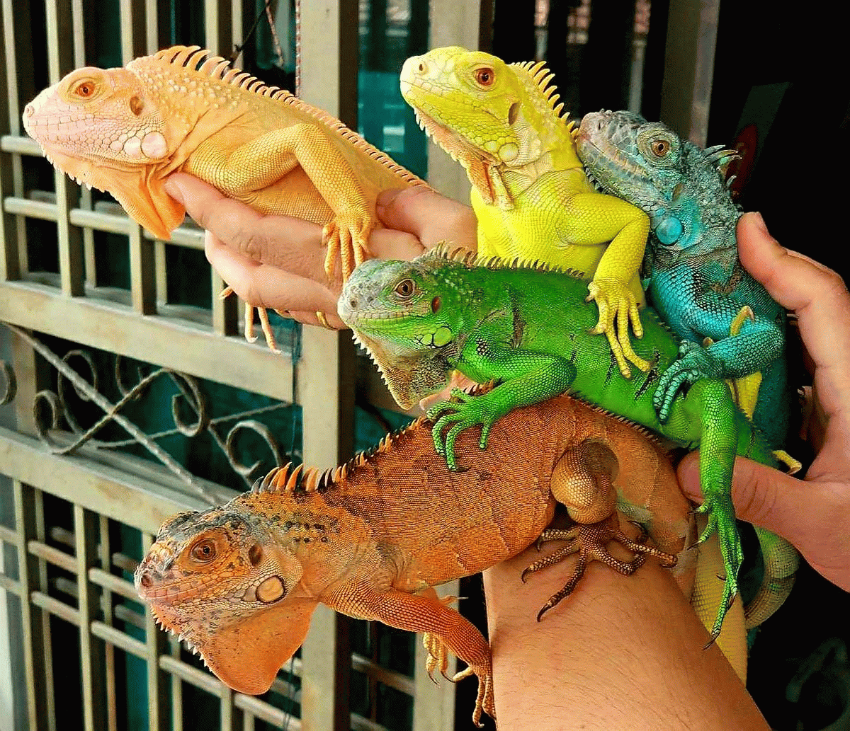 Желтая игуана