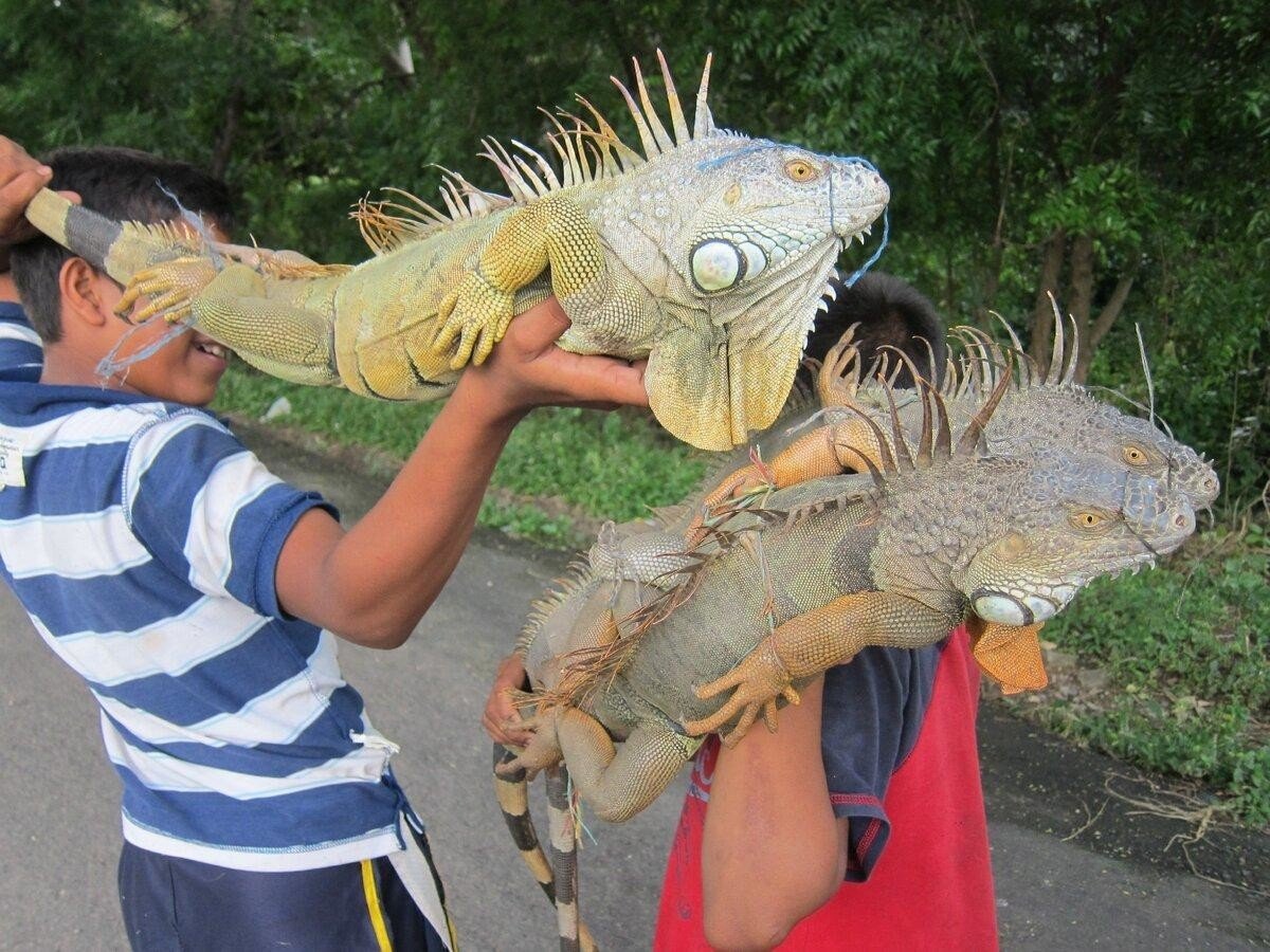 Игуана большая