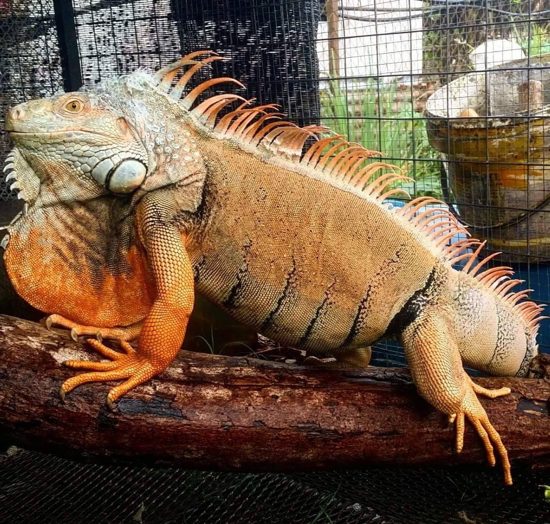 Дракон игуана домашний