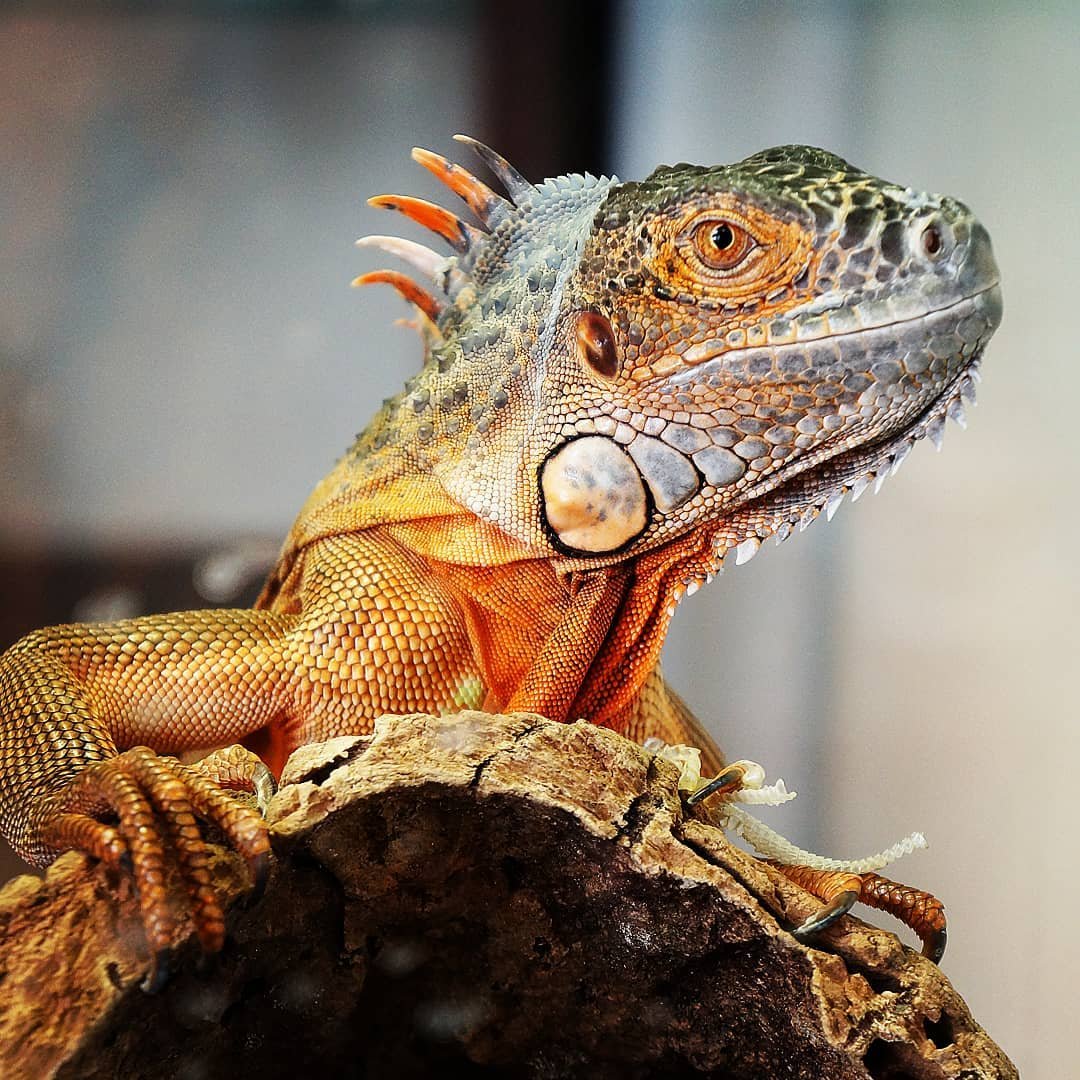 Галапагосский Варан