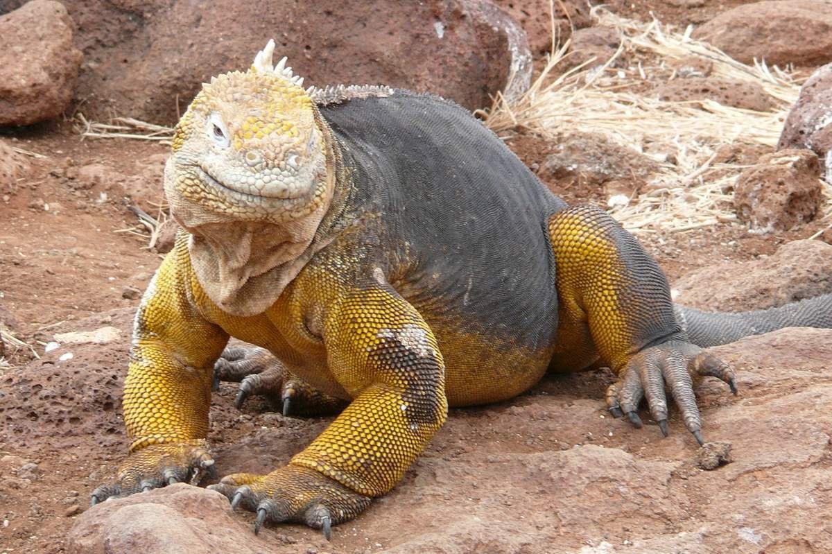 Conolophus subcristatus