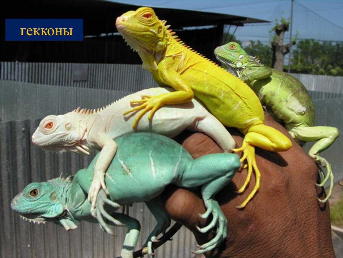 Игуана ред альбино