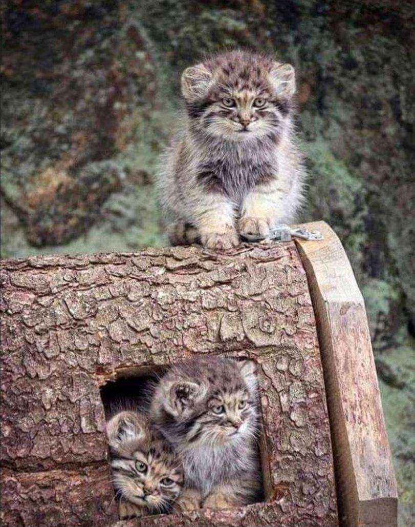 Манул малыш