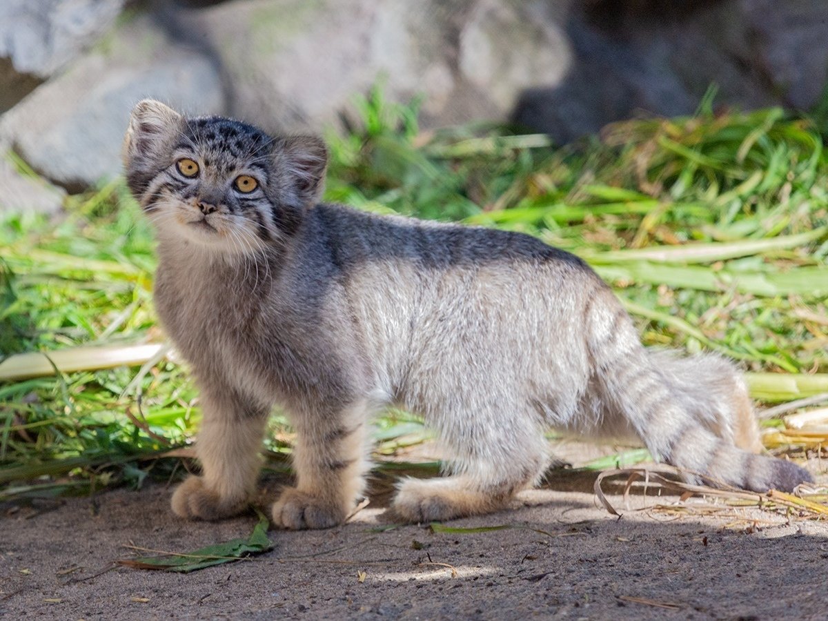 Дикий кот Манул котята