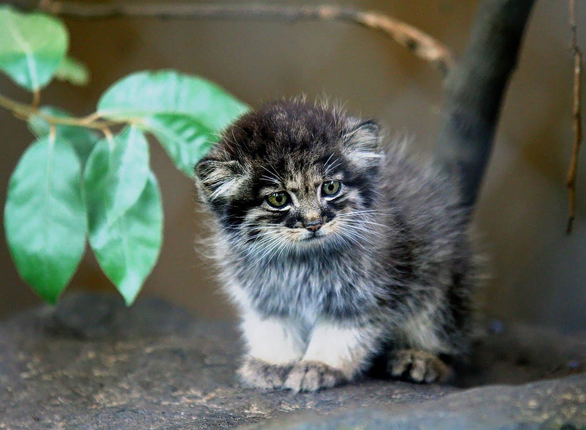 Мануал с котенком