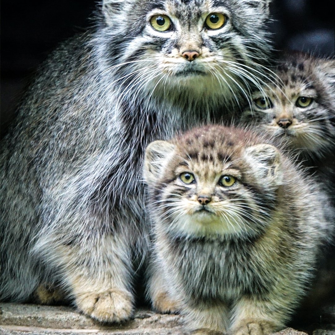 Манул хищное млекопитающее