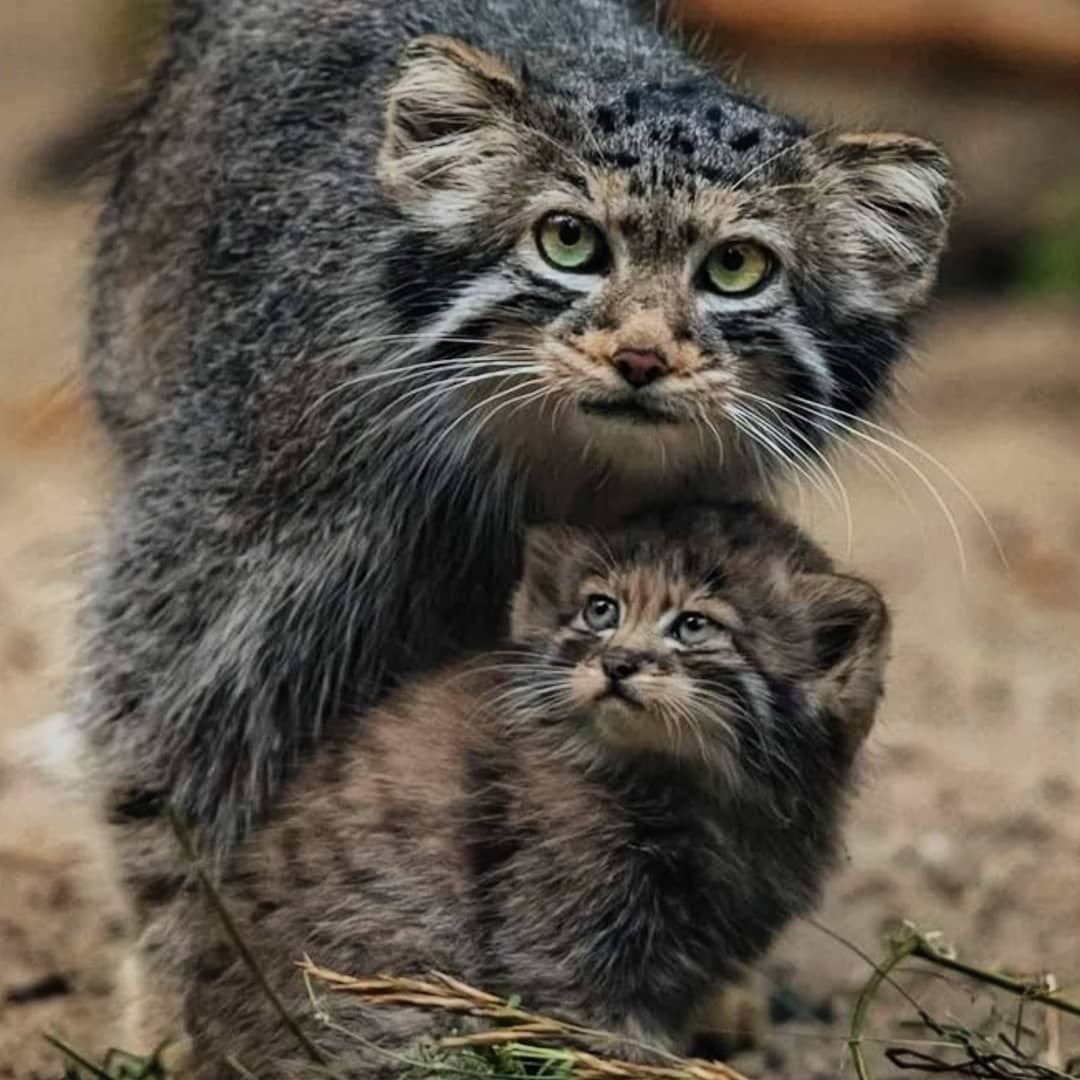 Манул семейство