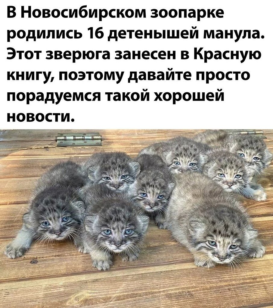 Дитя леопарда