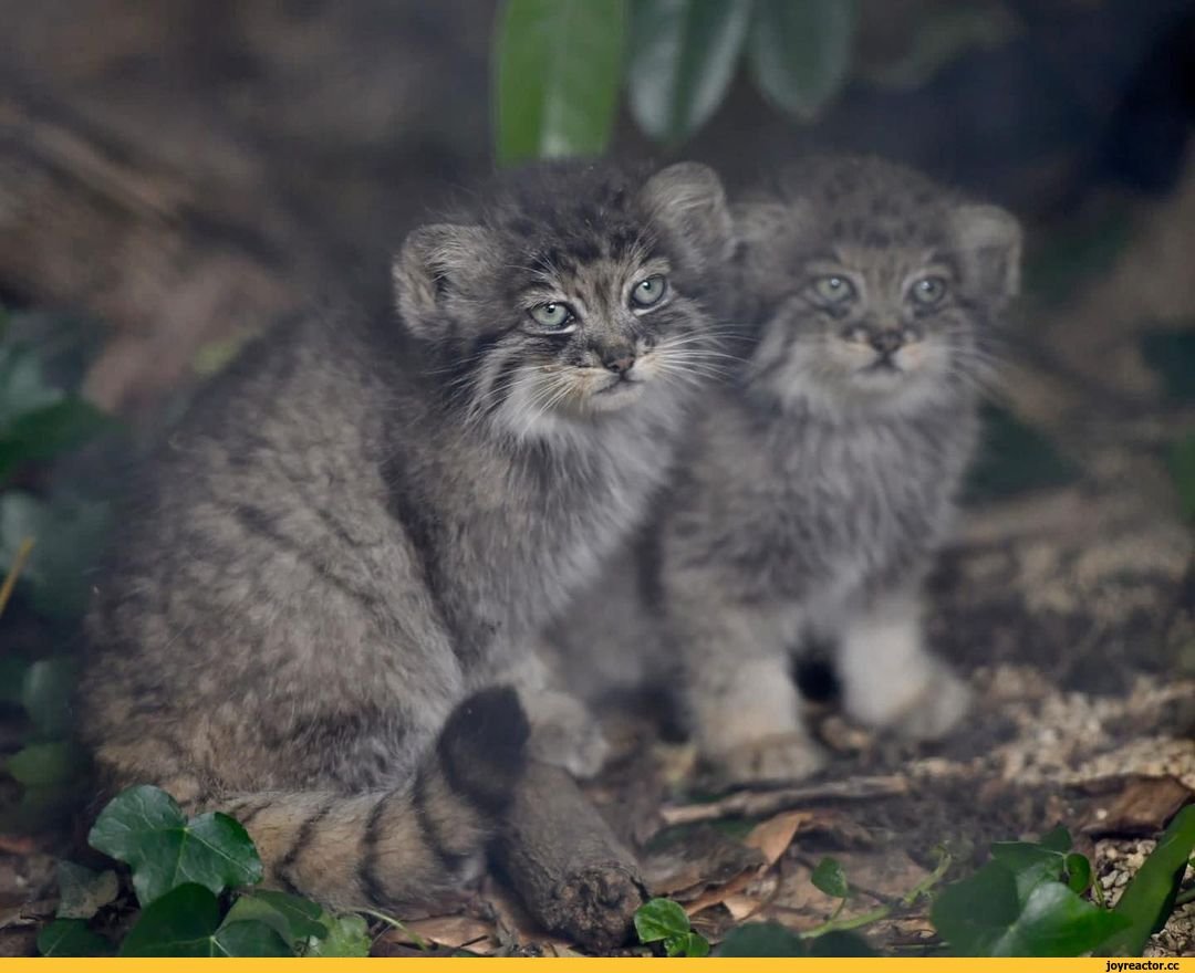 Китайская кошка Гобийская серая кошка