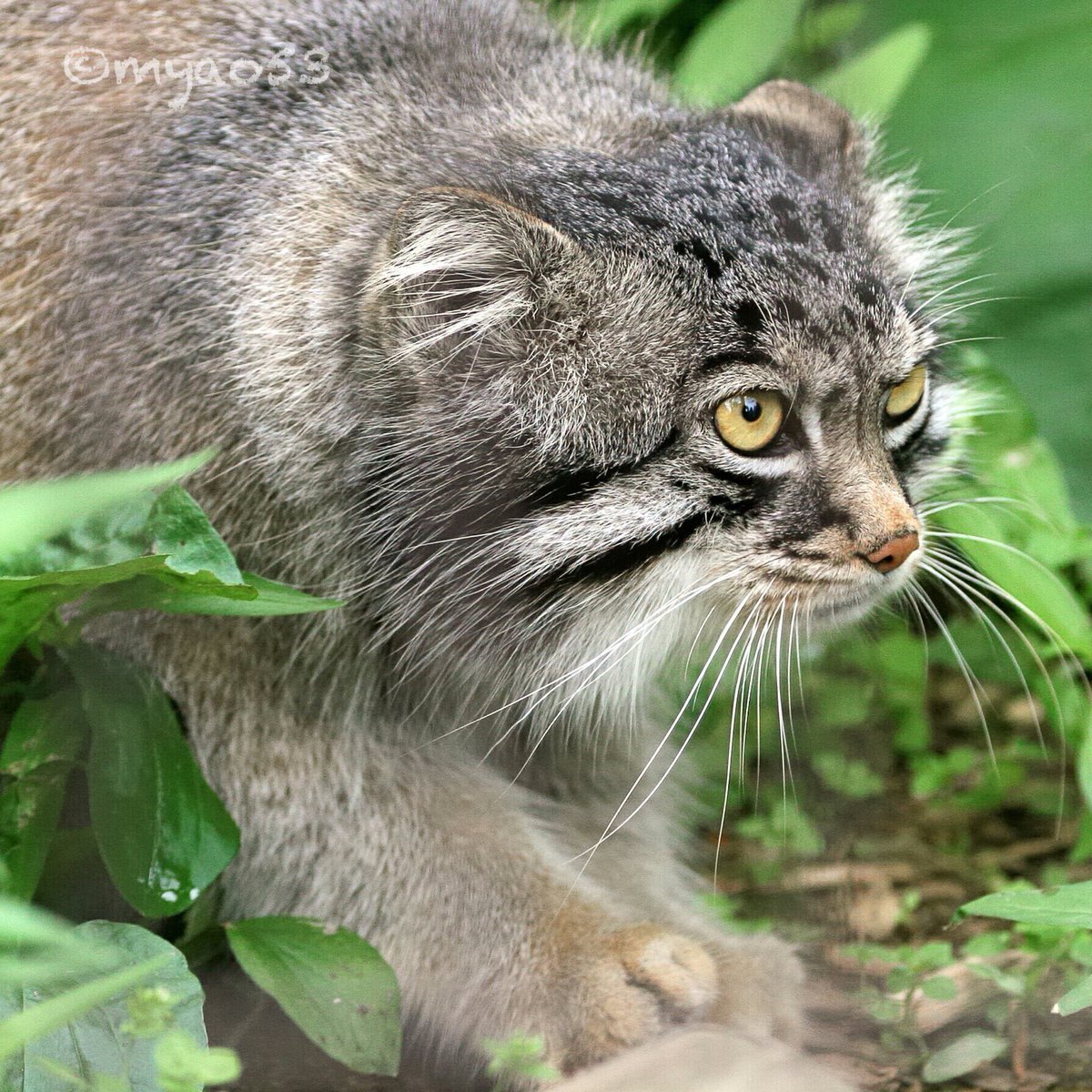 Детеныш манула