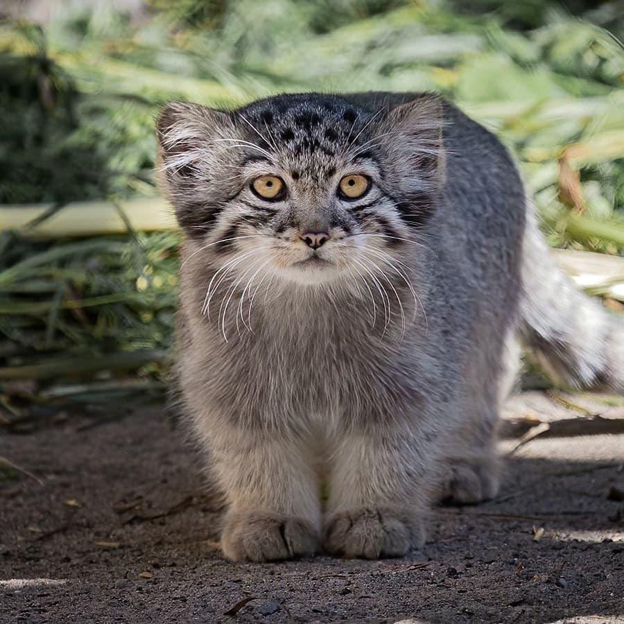 Манул малыш