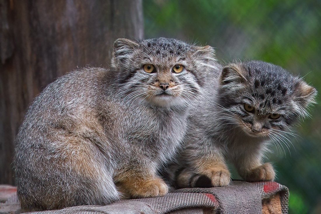 Котята рыси