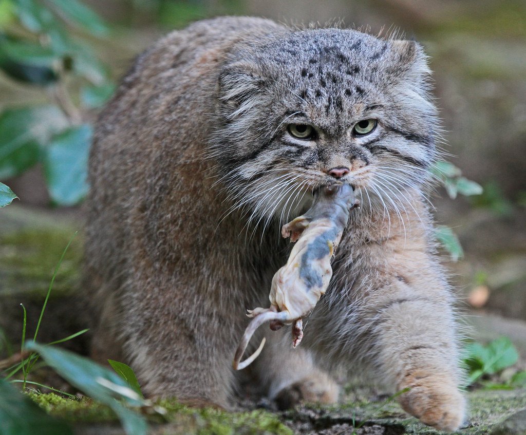 Манул Новосибирский зоопарк