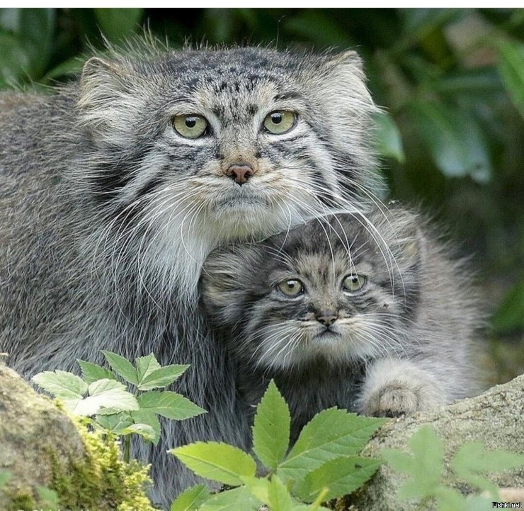 Сибирский дикий кот Манул