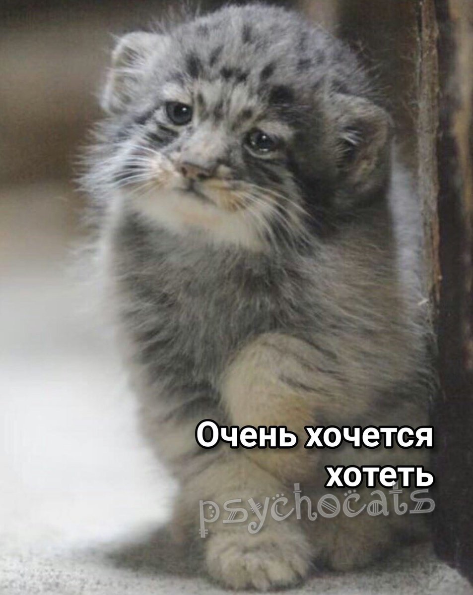 Детеныш манула