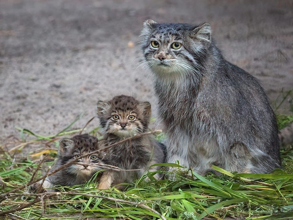 Детеныш манула