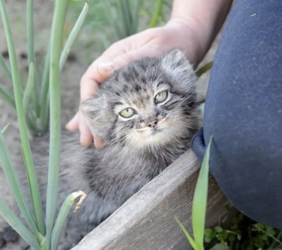 Лесной кот Манул