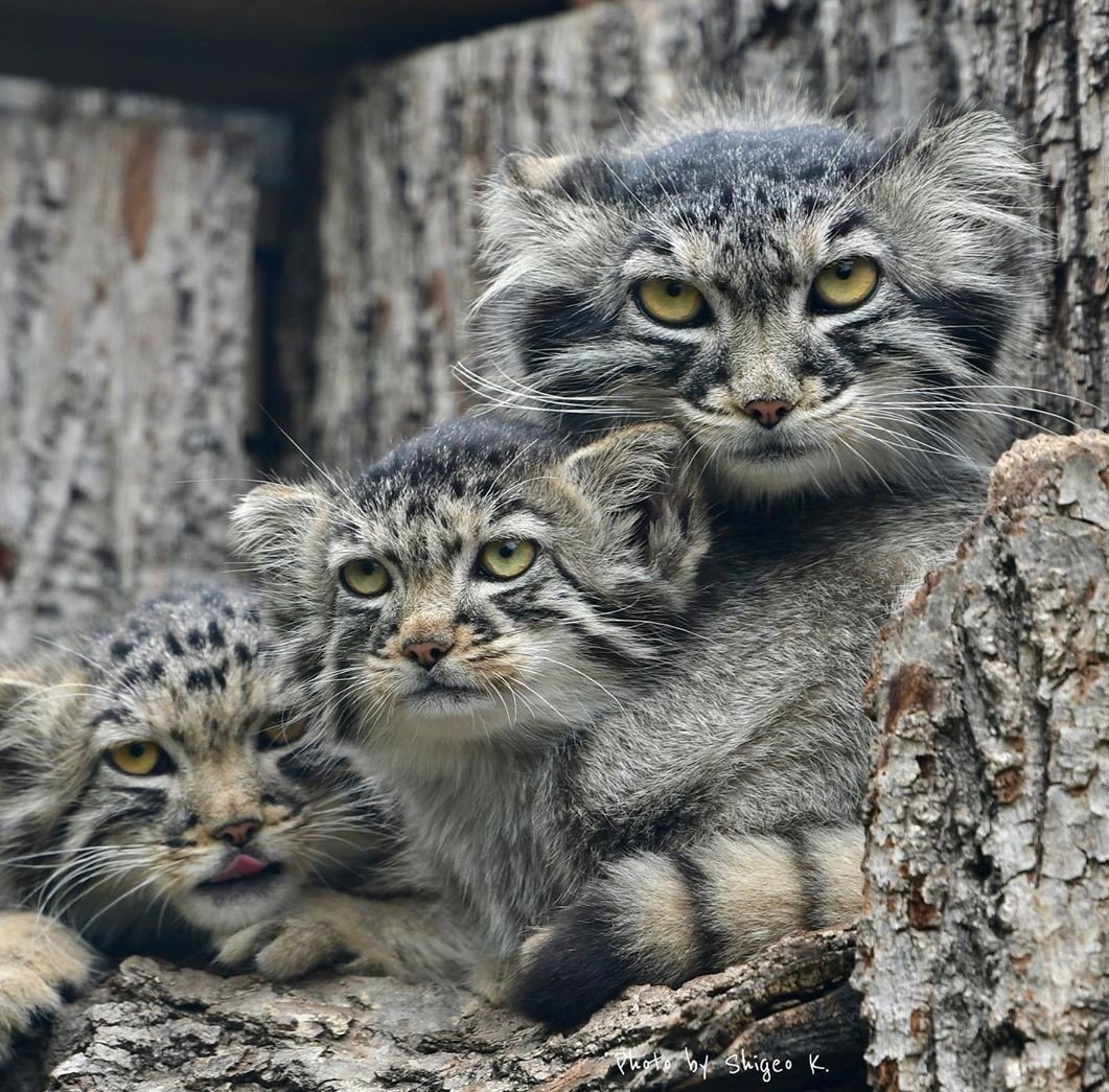 Манул (палласов кот)