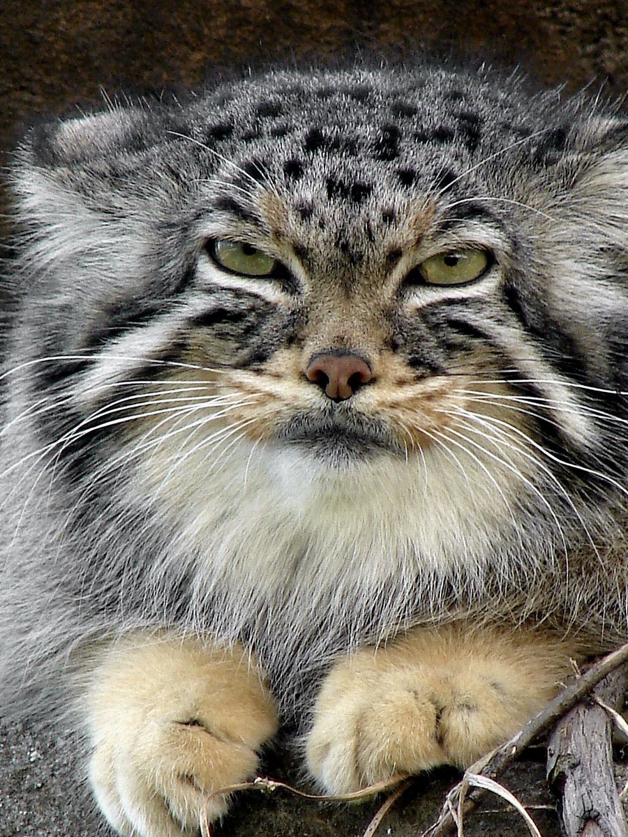 Кот Манул Новосибирский зоопарк