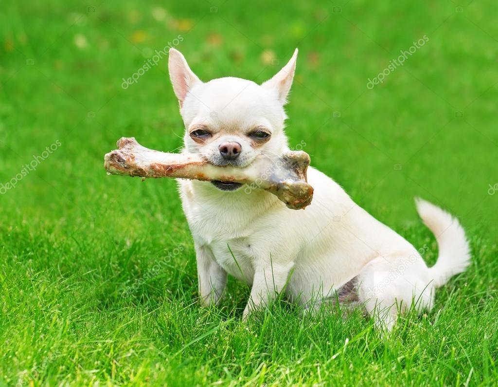 Доберман-пинчер окрасы