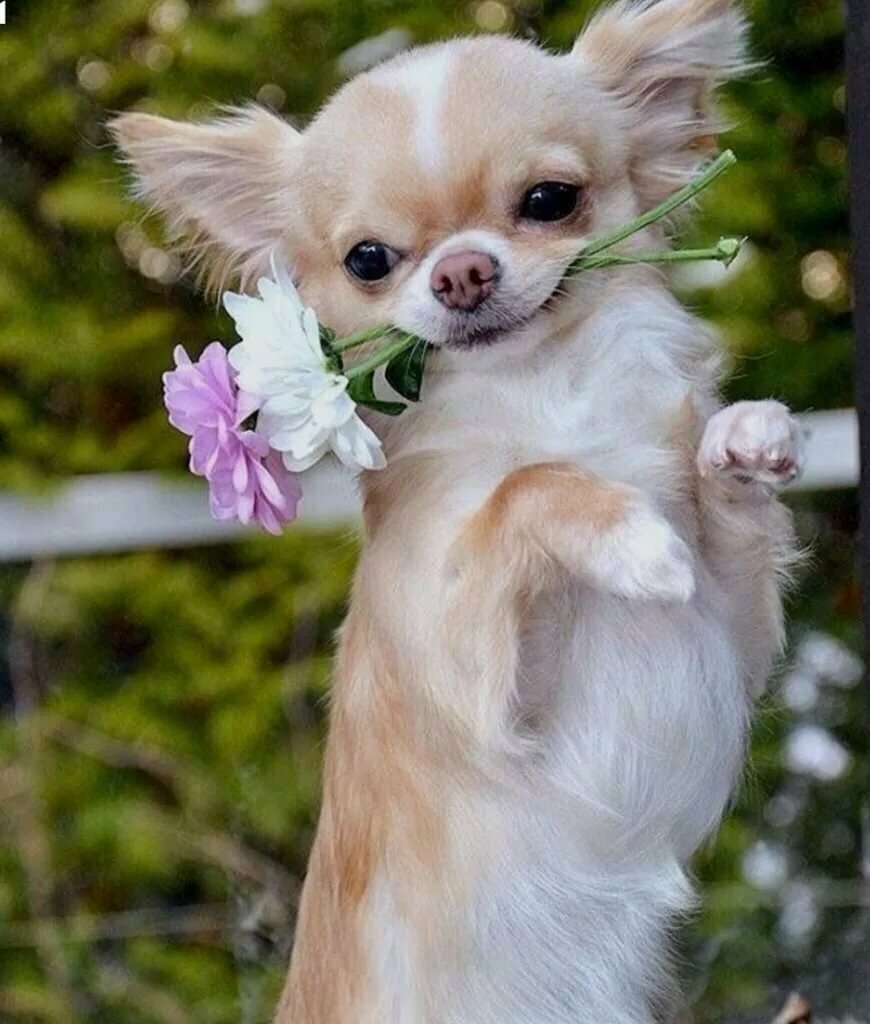 Доберман изабелловый окрас