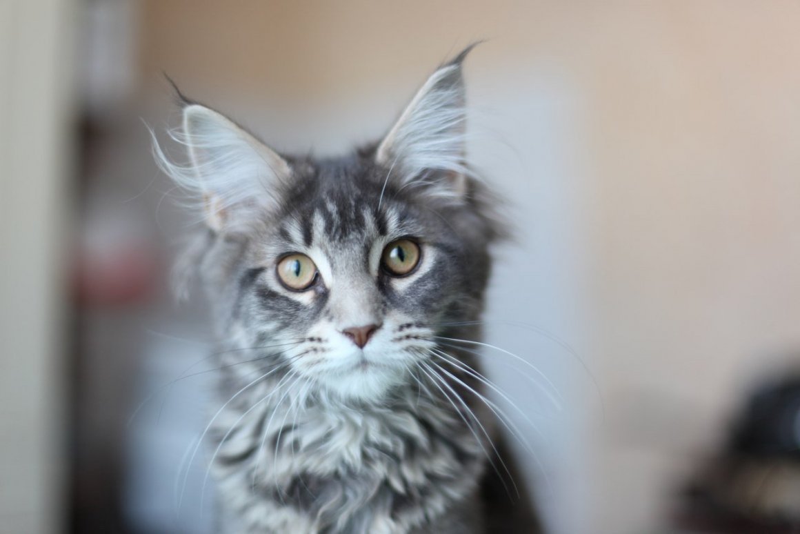 Метис Мейн куна 1 месяц