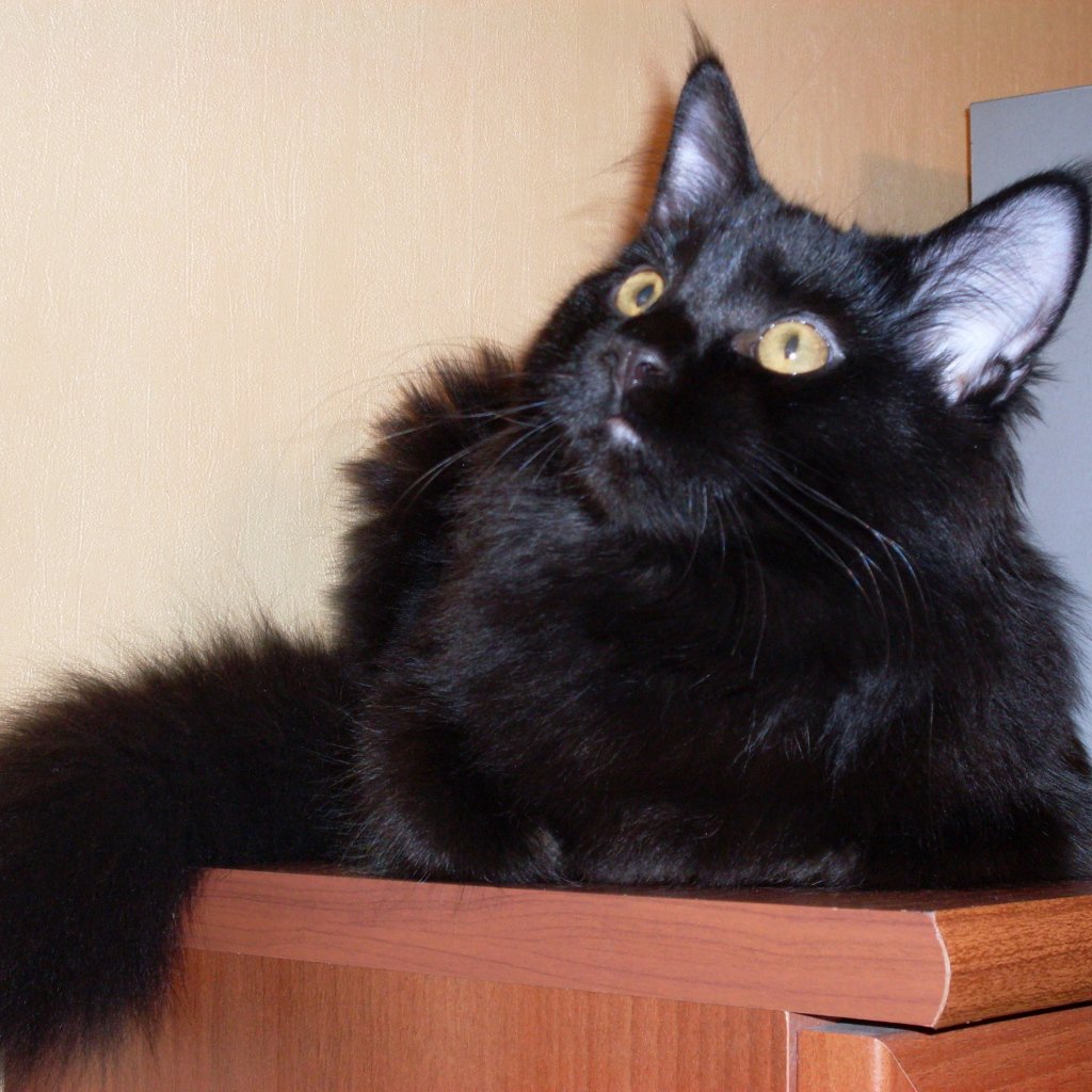 Черная кошка Мейн кун