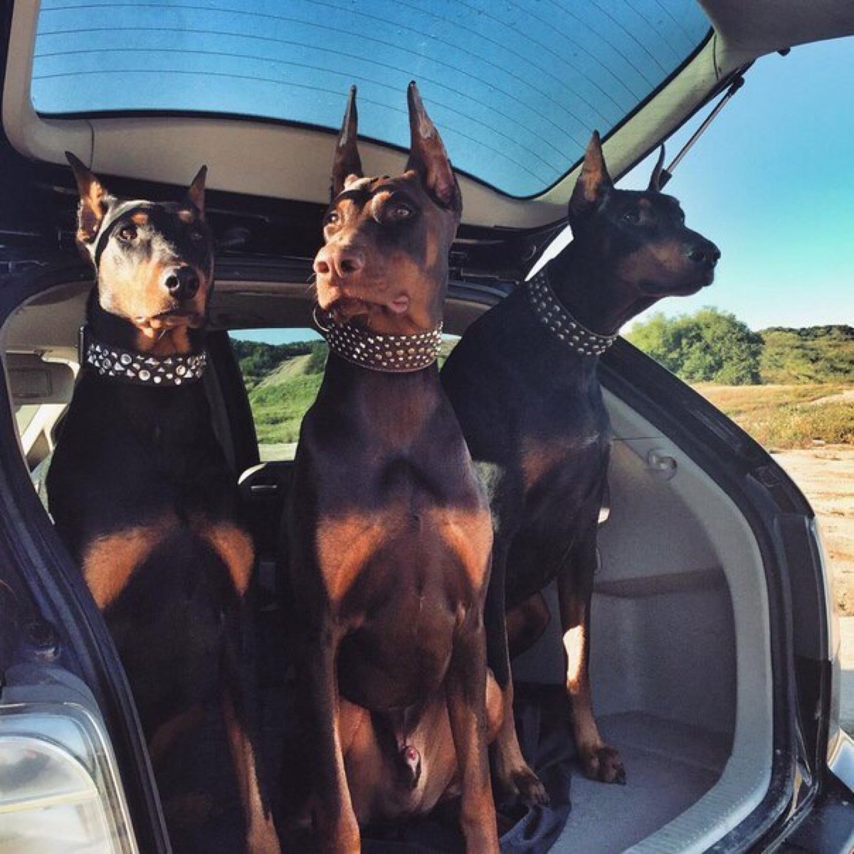 Лимузин карета Кадиллак