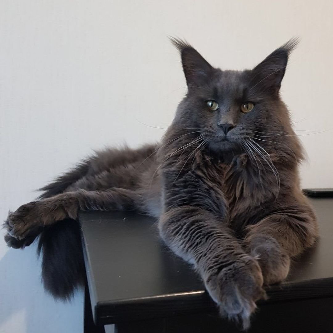 Британский Мейн кун