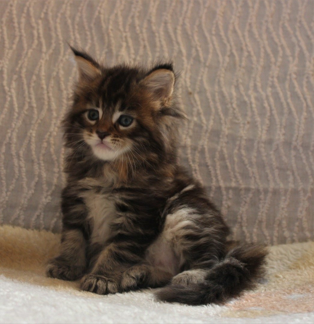 Манчкин и Мейн кун