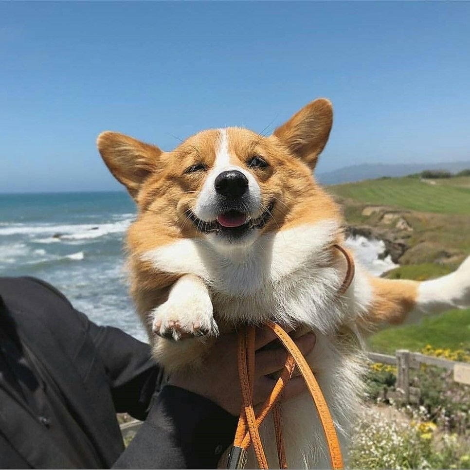 Лимузин фон