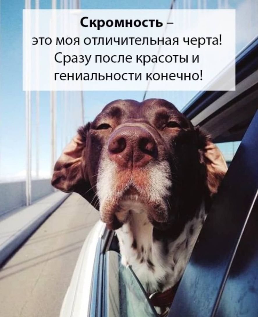 Thanks for looking after my Dog for the