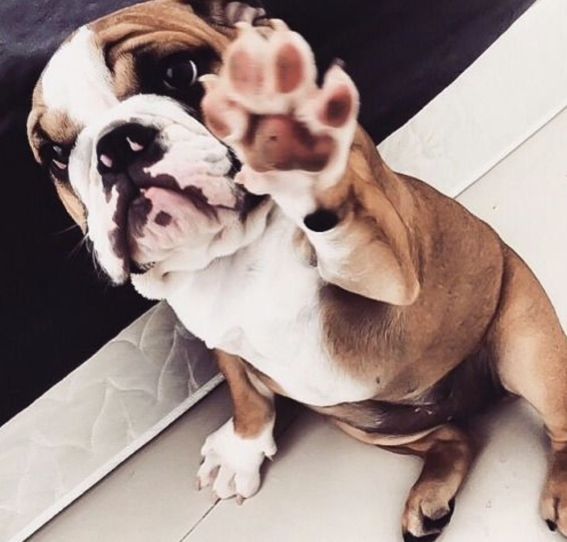 Эстетика щенков