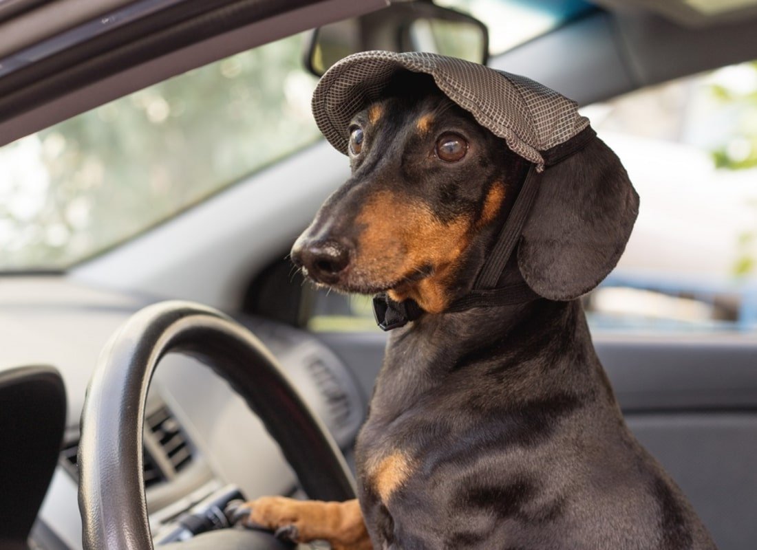 Бассет хаунд