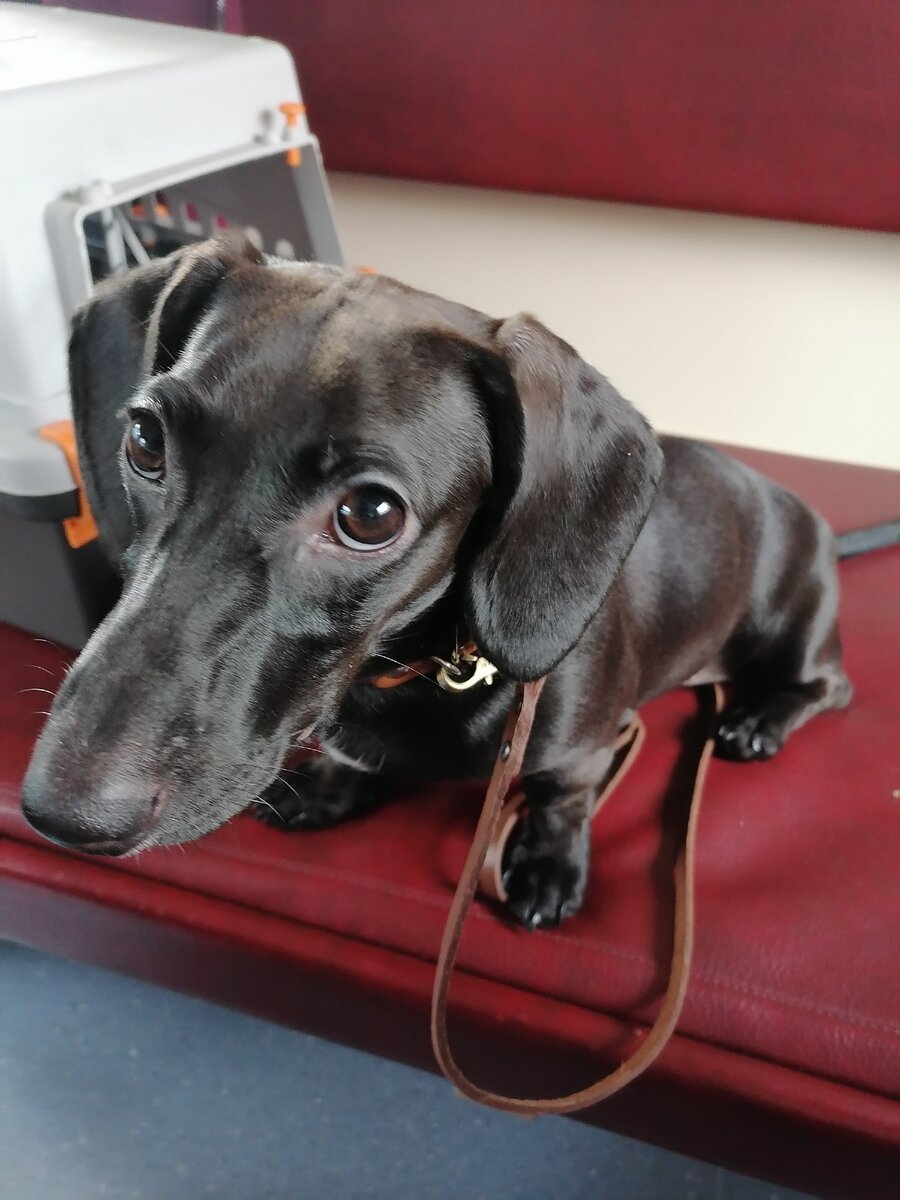 Собака лимузин