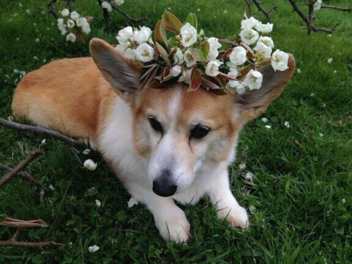 Собака лимузин