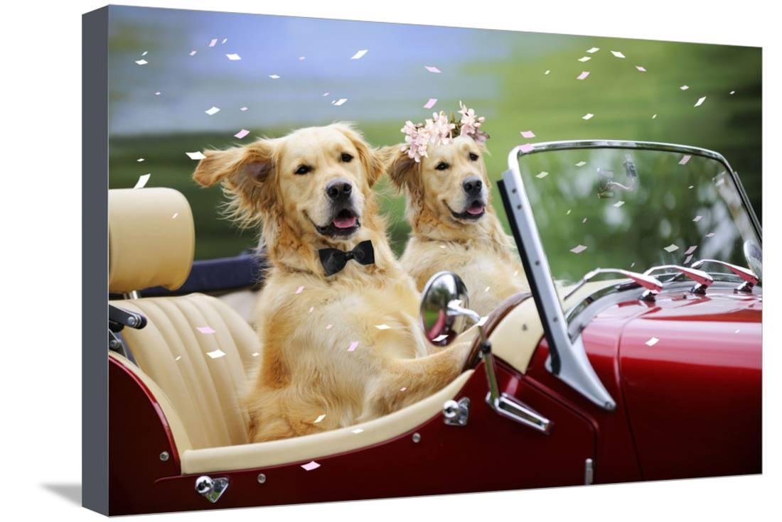 Левретка зубы