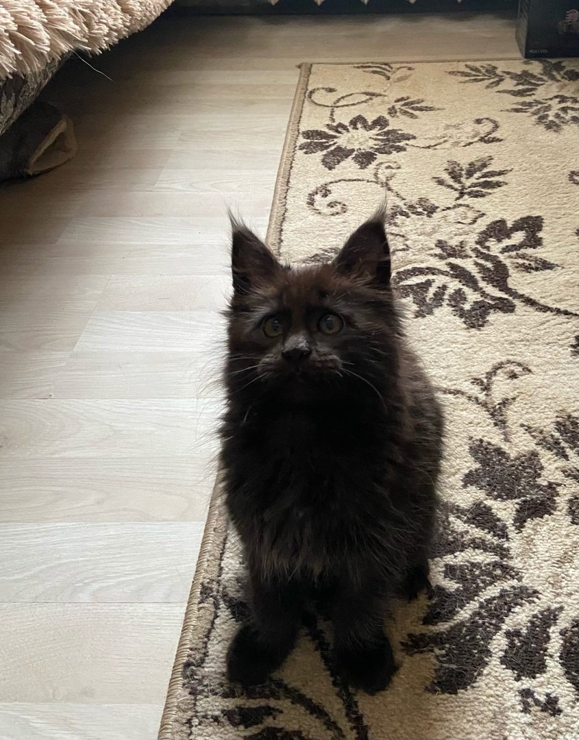 Найденные коты в Москве и Московской области