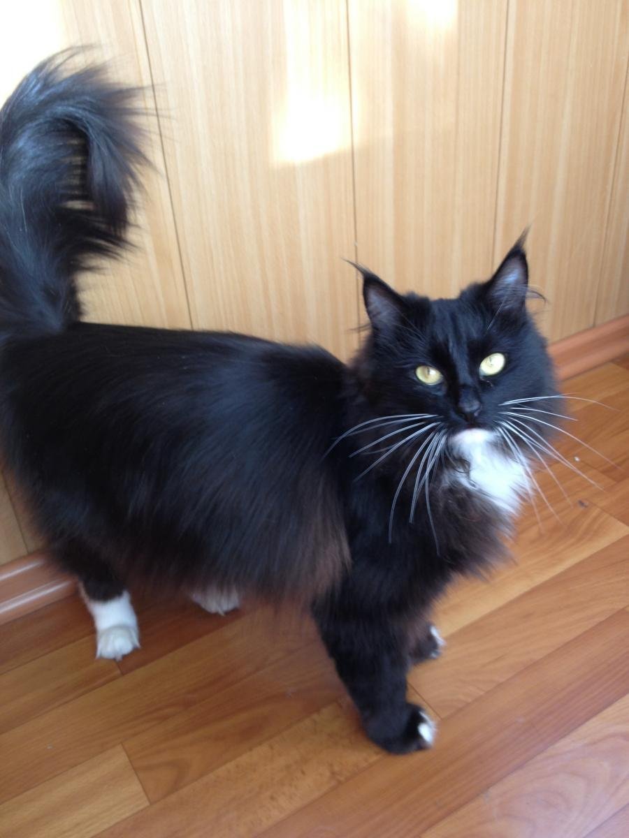 Метис Мейн куна черный