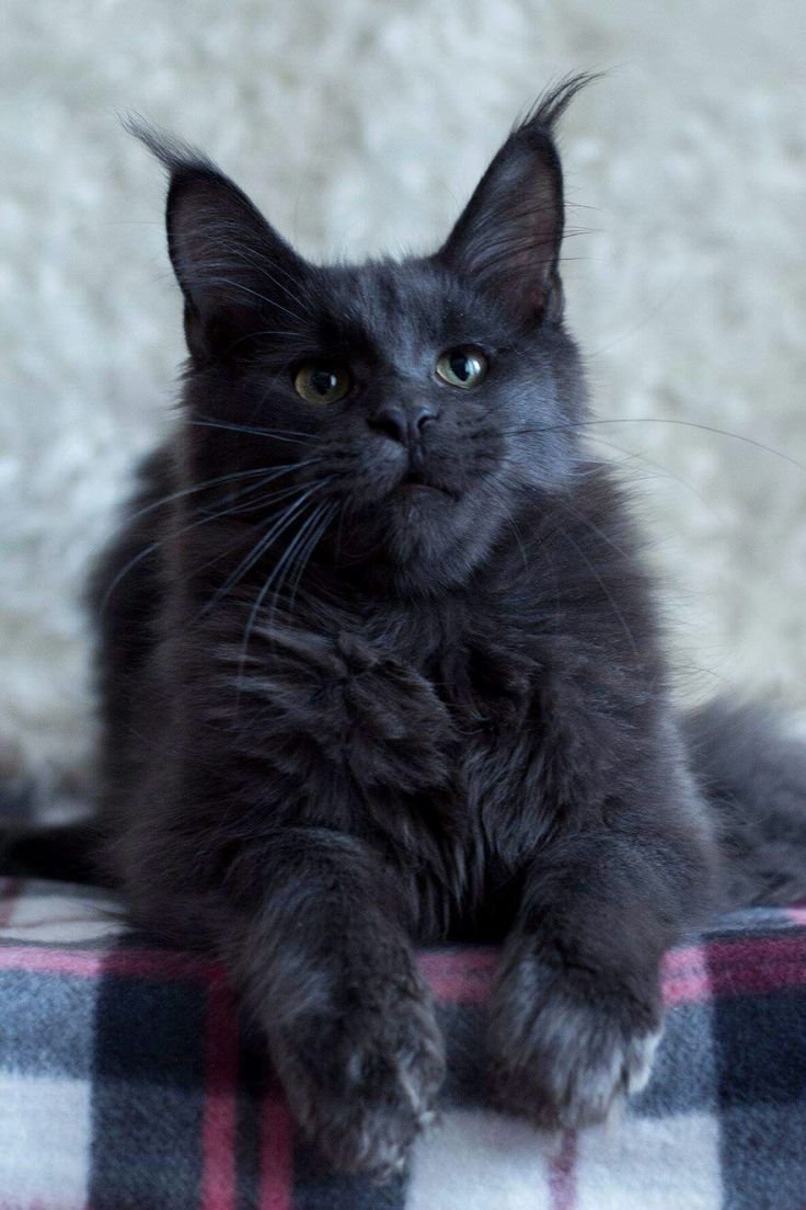 Метис ориентала и Мейн куна