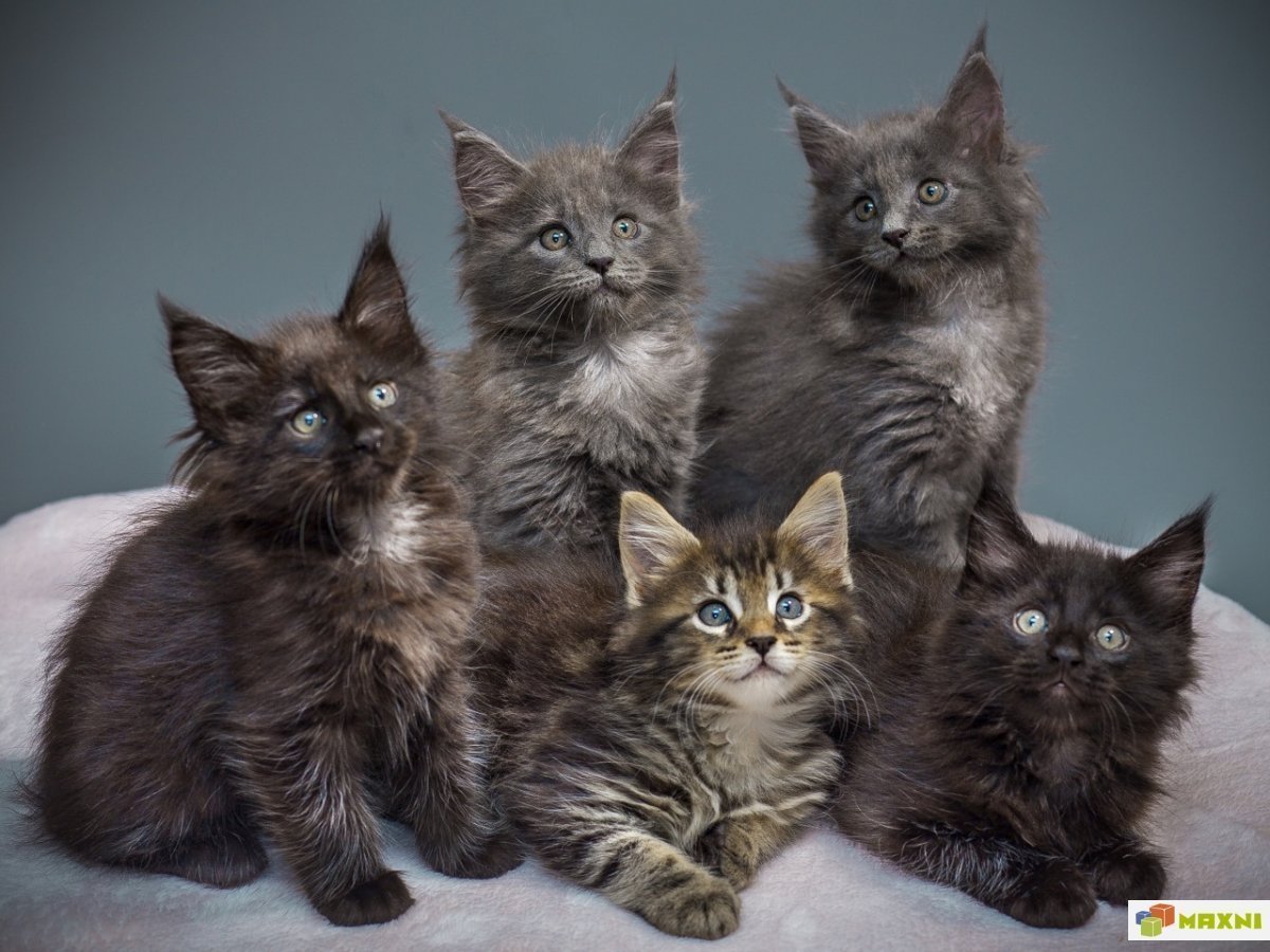 Метис сиамской кошки и Мейн куна