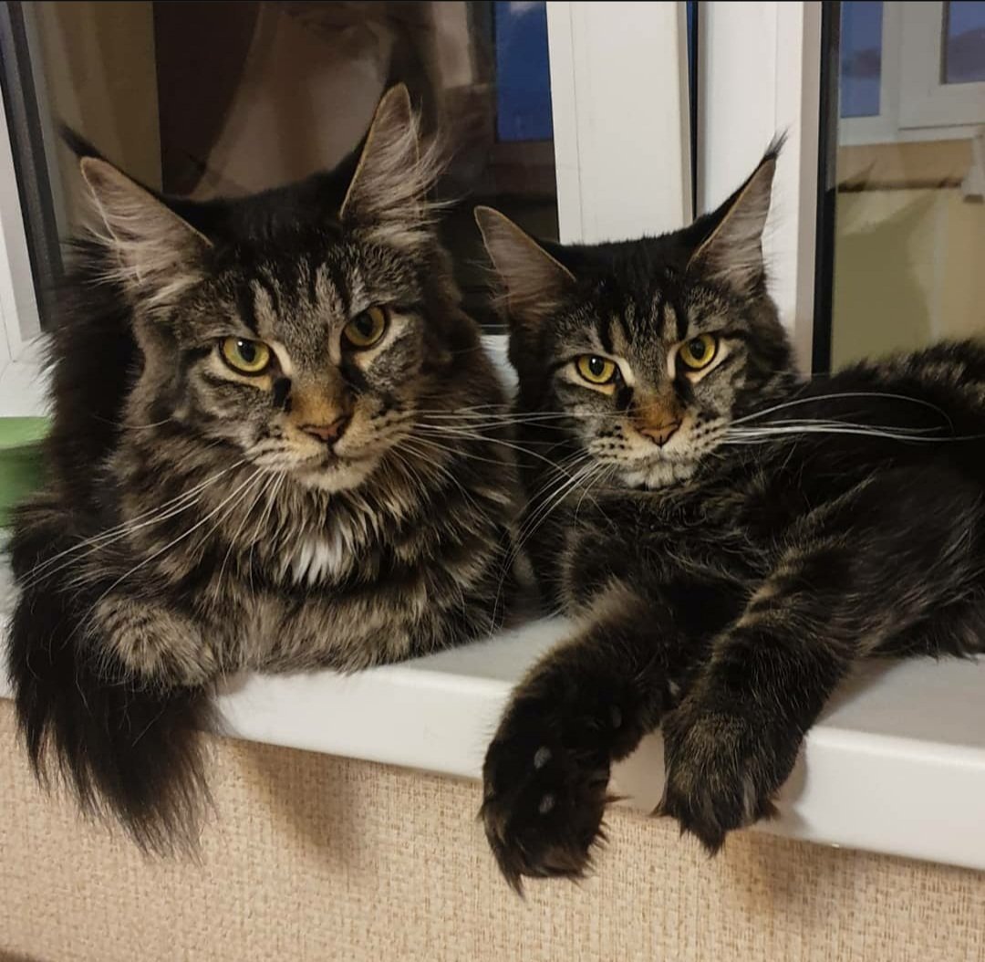 Метис Мейн куна черный