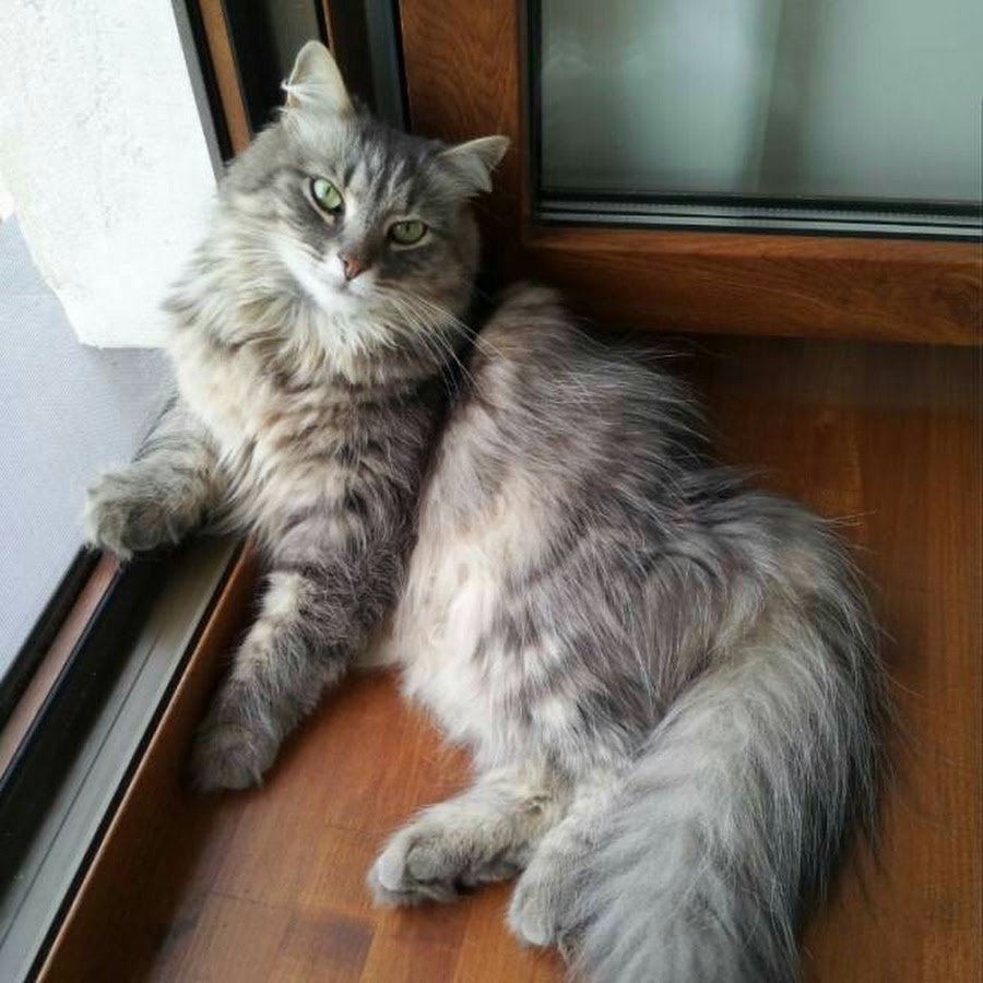 Котята Мейн кун питомник в Томске