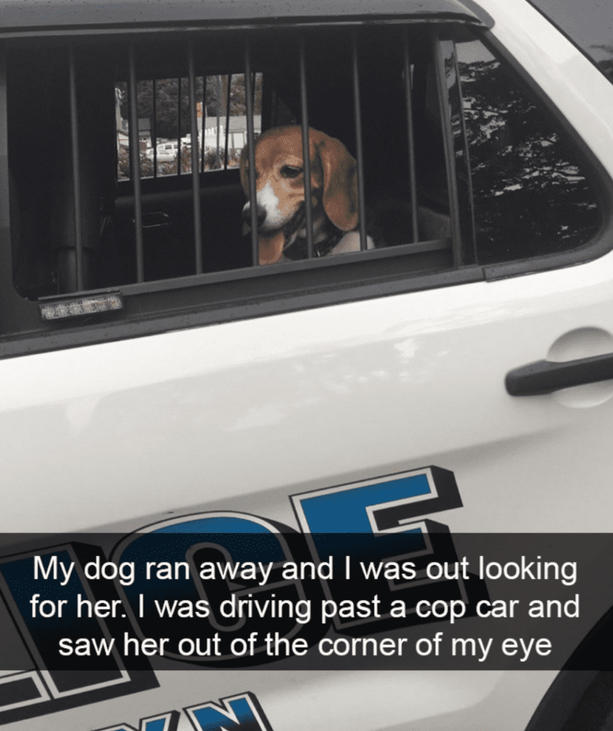 Далматинец Эстетика