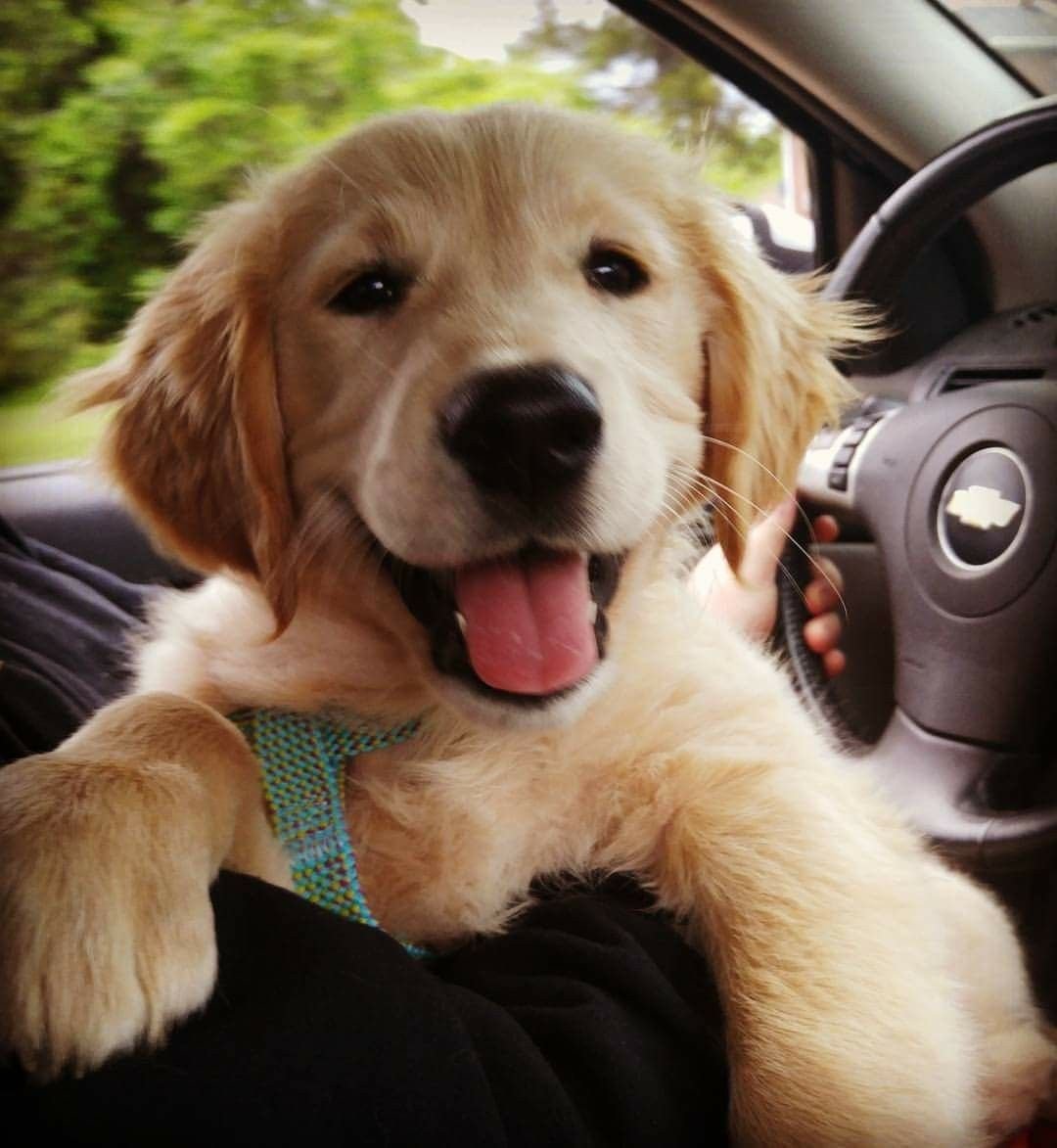 Забавные Ретриверы